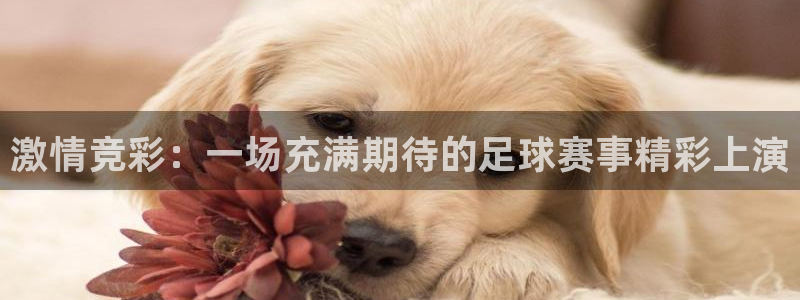 激情竞彩：一场充满期待的足球赛事精彩上演